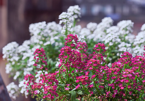 Tiny white flowers of Sweet alyssum (Lobularia maritima) forming clusters of flower bouquets. A popular winter flower blooming in a rooftop garden at Kolkata, India.