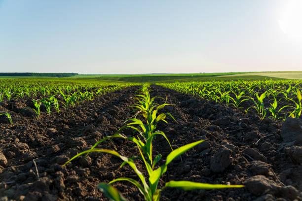 Close-up of young corn sprouts grow in the field. Cultivation of corn plants. Small green corn plants Close-up of young corn sprouts grow in the field. Cultivation of corn plants. Small green corn plants. sweet corn in field stock pictures, royalty-free photos & images