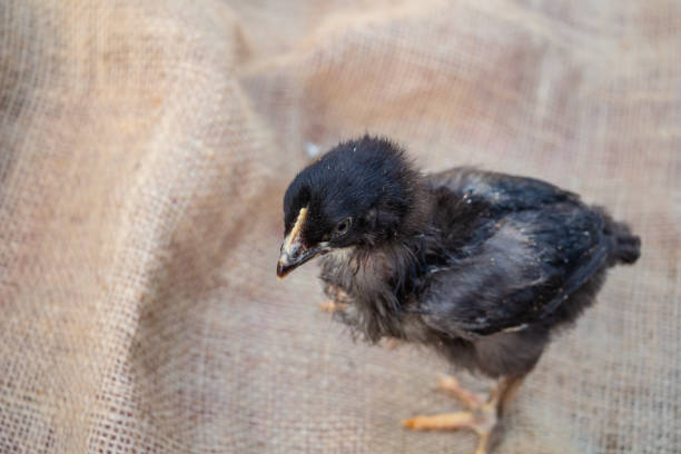 Cute black and gray chicken, farm animal. High quality photo