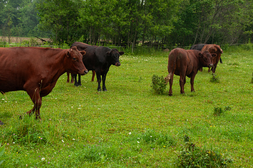 A herd of cows on a pasture together in the summer.