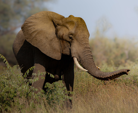An African Bull elephant in its natural habitat in Kruger National Park, South Africa