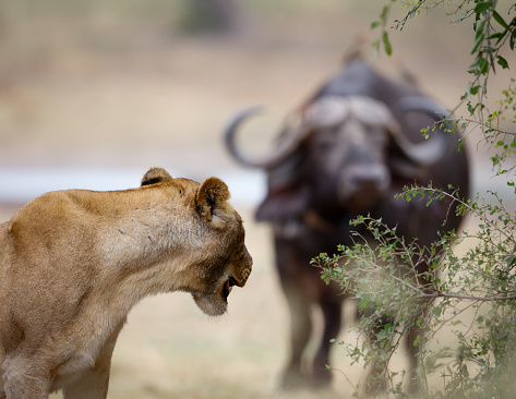 A lioness turns to face an approaching buffalo