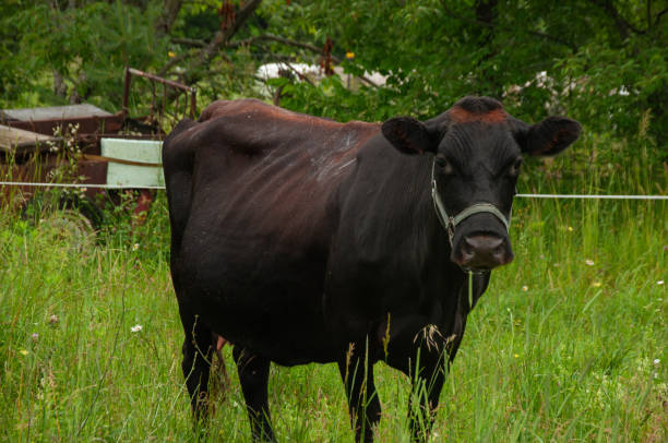 istock A black cow looking at the camera in a field 2063381069
