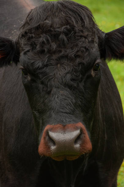istock A close-up of a black cow's face on a pasture field 2063389795