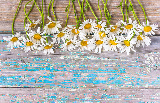 Frame of white daisies flowers on a old blue wooden background, copy space