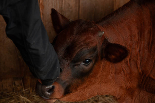 istock A Red Calf in a barn on a farm 2063393081