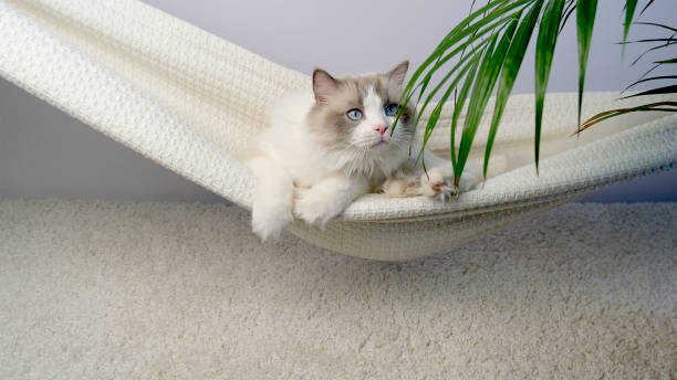 istock The cat is swinging in a hammock. 2063422582