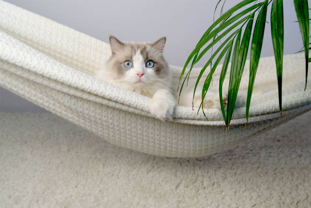 istock The cat is swinging in a hammock. 2063422592
