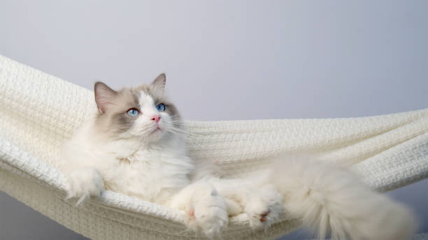 The cat is swinging in a hammock.