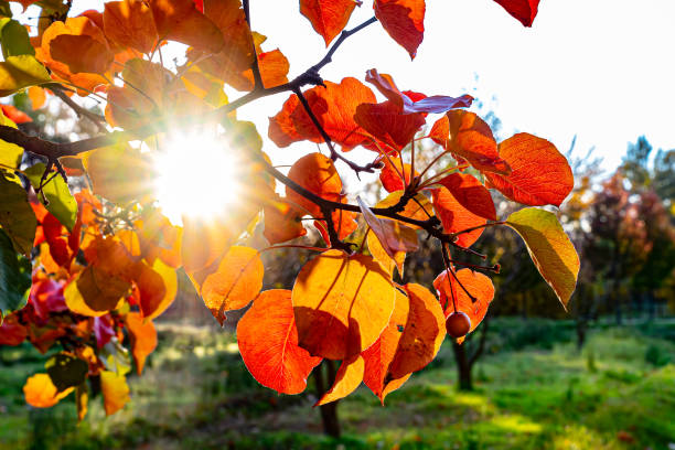 Backlight of red leaves of tree at sunset on autumn day with sky background