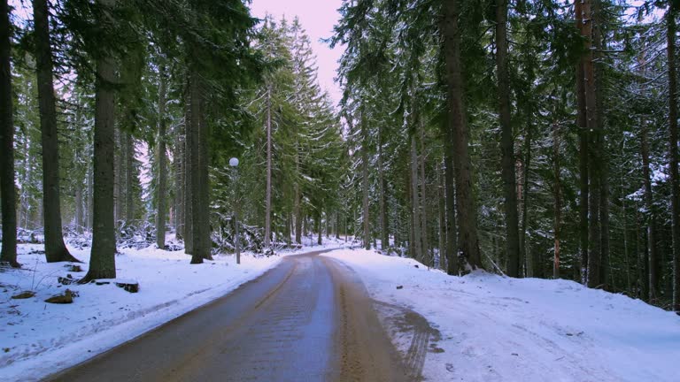 Walking through pine woods in winter