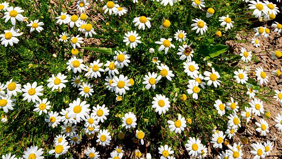 Daisies in spring, top view of the wildflowers on a sunny day