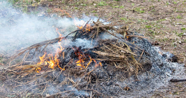 istock Burning firewood in a campfire, close-up 2063431264