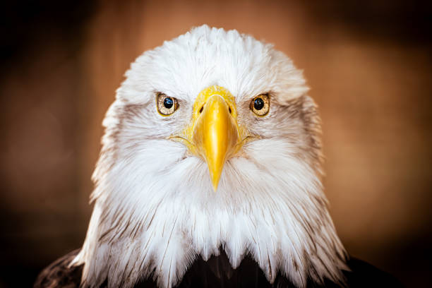 Close-Up of curious North American Bald Eagle