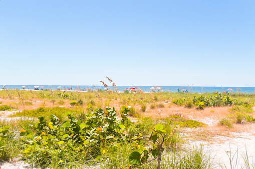 Vegetation on the beach of Sanibel Island, Florida, USA. Some incidental people relaxing on the snow white beach.