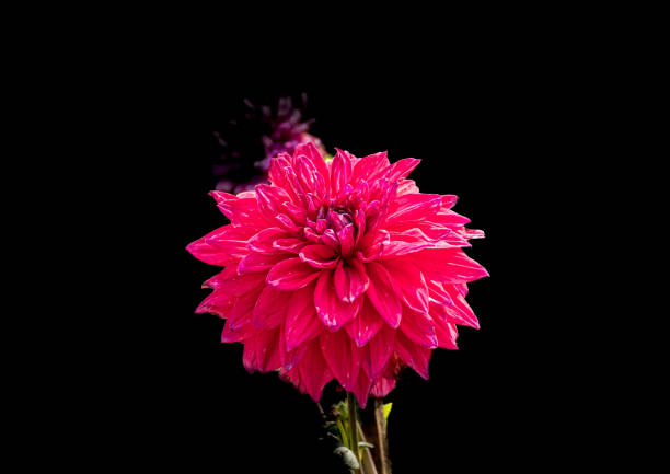 Beautiful autumn Dahlias in garden