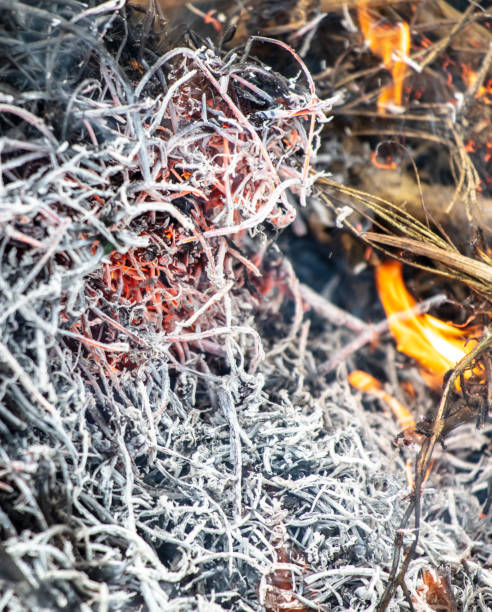 istock Burning dry branches in the forest, close-up 2063436130
