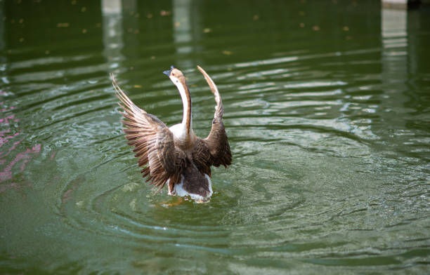 A Chinese goose flaps its wings in the pond. The view next to Yuanxingtang Temple. Niuzhuang, Shanhua District, Tainan City.