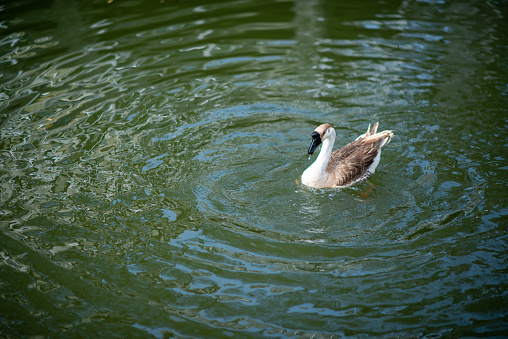 A Chinese goose is swimming in the pond. The view next to Yuanxingtang Temple. Niuzhuang, Shanhua District, Tainan City.