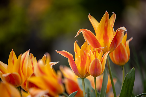 Close-up of red and yellow tulips in full bloom