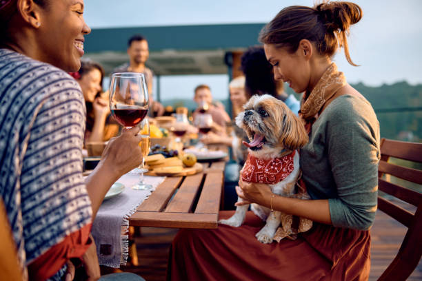 istock Cute dog yawning while sitting on woman's lap at dining table on a patio. 2063454208