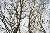 Tree branches after leaf fall in autumn, winter. Trees without leaves.