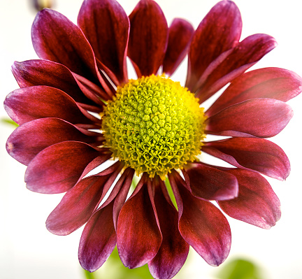 Close up of a flower with dark red petals isolated on white background