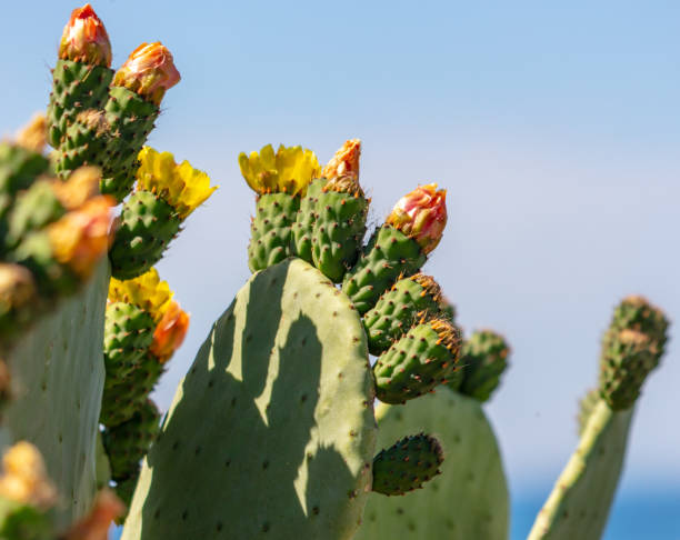 istock Yellow flowers on a cactus. Nature 2063465994