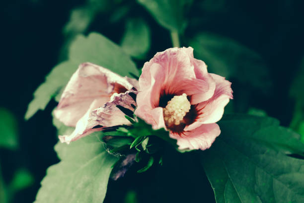 Stamen of hibiscus