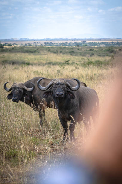 istock Bison looking at a person in the national park 2063471691