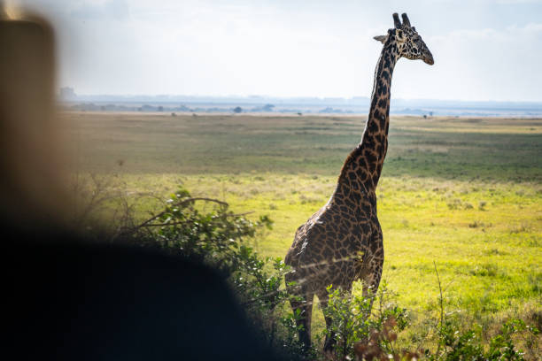 istock Giraffe walks in the savannah 2063471702