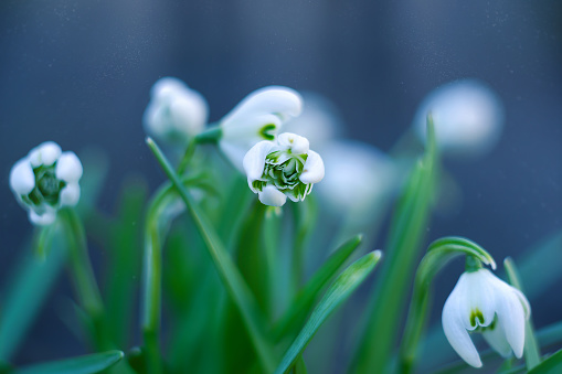 The first spring flowers are snowdrops on a blue background, close-up. Selective focus