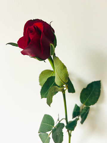 A romantic single red rose with stem and leaves against a clear white background.