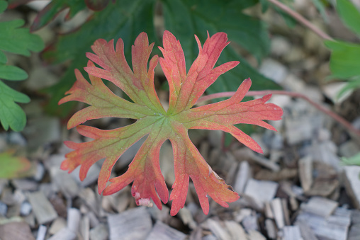 a green leaf of a plant with multi-colored leaves lies on the ground consisting of sawdust and pebbles