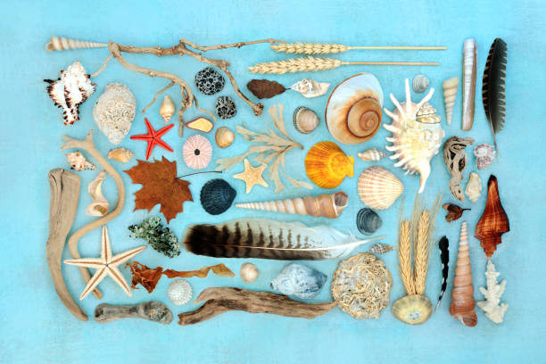 Natural large collection of nature objects with feathers, driftwood, seashells, rocks and moss. Nature study on mottled blue background.