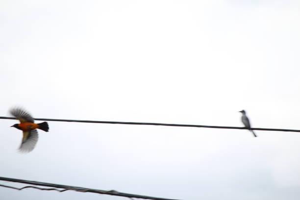 A bird flying. Motion at a low shutter speed.