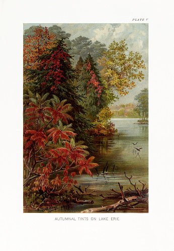 Very Rare, Beautifully Illustrated Antique Engraved Victorian Botanical Illustration of The Natural History of Plants, Autumn Tints on Lake Erie, Victorian Botanical Illustration published in 1897. Copyright has expired on this artwork. Digitally restored.