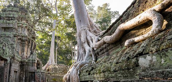 Ruins of the Ta Prohm temple complex, near Angkor Wat complex, Siem Reap, Cambodia