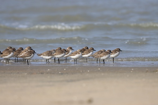 Flock of plovers standing in the water.this photo was taken from Bangladesh.