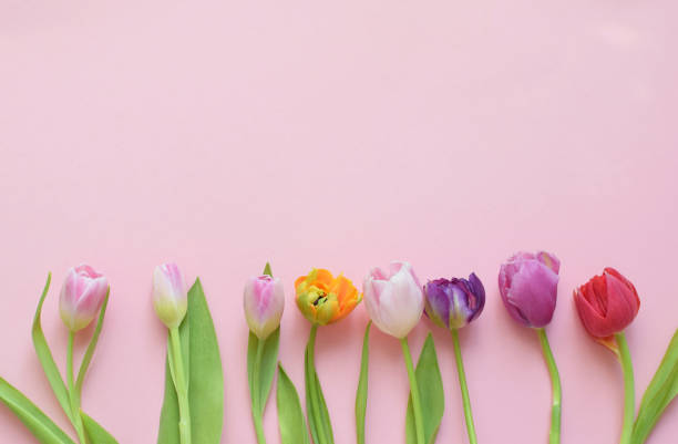istock Multi-colored spring tulips and place for text for Mother's Day or Women's Day on a pink background. Top view in flat style. 2063506246