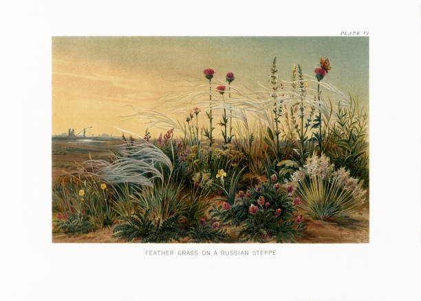 Natural History of Plants, Victorian Botanical Illustration, 1897
Feather Grass on a Russian Steppe Very Rare, Beautifully Illustrated Antique Engraved Victorian Botanical Illustration of The Natural History of Plants, Feather Grass on a Russian Steppe, Victorian Botanical Illustration published in 1897. Copyright has expired on this artwork. Digitally restored. ornamental grass white background stock illustrations