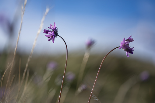 Wilde Hyacinth - Sonoran Desert wildflower
