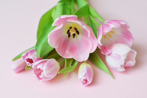 Bouquet of pink spring tulips  for Mother's Day or Women on a pink background. Top view flat style.