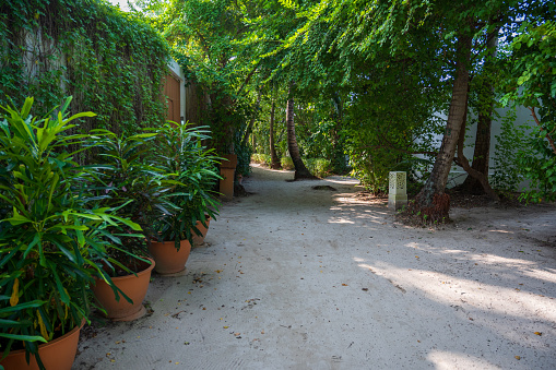 Sandy path near low white houses in tropical forest. Sunny weather.