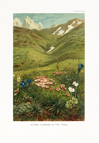 Very Rare, Beautifully Illustrated Antique Engraved Victorian Botanical Illustration of The Natural History of Plants, Alpine Flowers in the Tyrol, Victorian Botanical Illustration published in 1897. Copyright has expired on this artwork. Digitally restored.