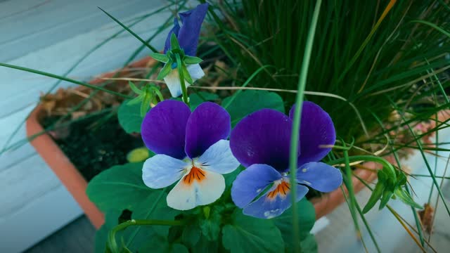 Plant called Garden pansy or Viola  wittrockiana or Volante Purple Face. This plant is a relative of Viola tricolor.