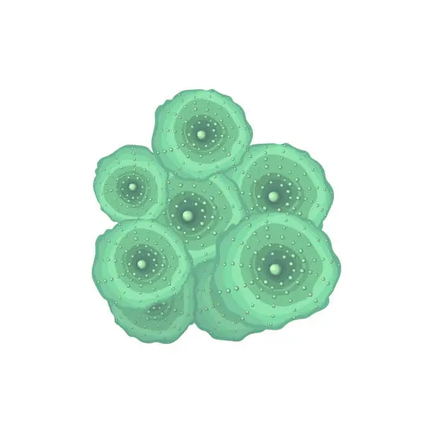 Vector illustration of Green Discosoma Mushroom Coral. Vector illustration on a white background.