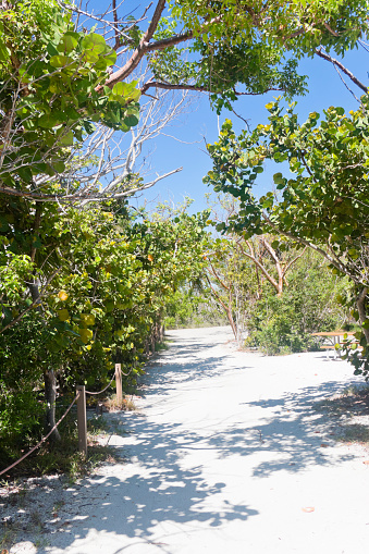 White sandy beach path with beach vegetation and a park bench at the island Sanibel Island Florida, USA. The path leads to the beach at the Gulf of Mexico.