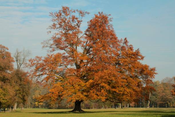 maple tree in autumn - maple keys branch sky maple tree 뉴스 사진 이미지