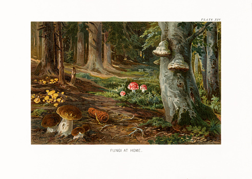 Very Rare, Beautifully Illustrated Antique Engraved Victorian Botanical Illustration of The Natural History of Plants, Fungi at Home, Victorian Botanical Illustration published in 1897. Copyright has expired on this artwork. Digitally restored.